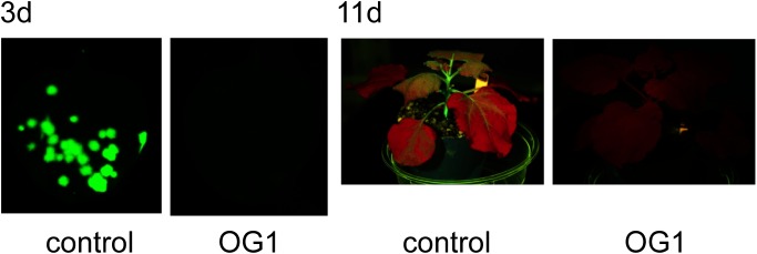 Figure 2. Accumulation of GFP in a Nicotiana benthamiana plant infected with GFP-tagged ToMV. Plants were grown for 21 days at 24°C with 16 h-light/8 h-dark cycles. The plants were treated with water and the extracts of A. zerumbet isolates OG1. The third true leaf was mechanically inoculated with GFP-tagged ToMV 3 days after treatment. Viral infection sites are seen as GFP-fluorescent spots. (A) GFP foci formed on N. benthamiana at 3 dpi. Pictures were taken under blue-light irradiation with a ChemiDoc™ MP Imaging System (Bio-rad, USA). (B) GFP fluorescence pattern on mosaic leaves at 11 dpi. Pictures were taken under blue-light irradiation with LEDGFP/L-HNDY (Optocode Corp.).