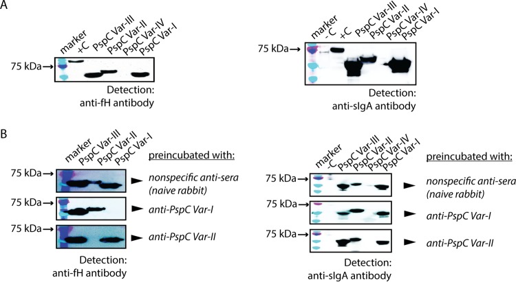 FIG 3 