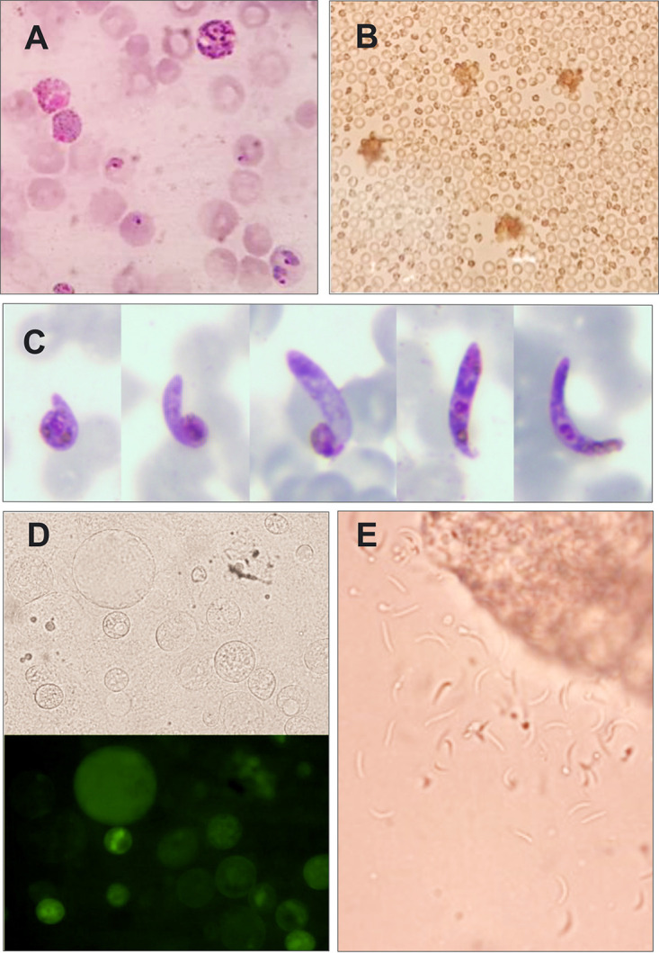 FIG 1