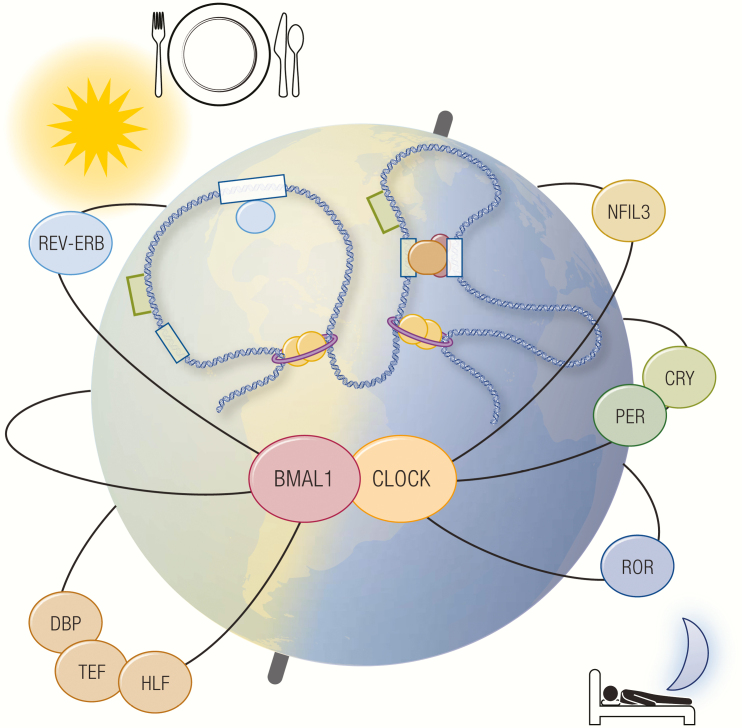 Graphical Abstract