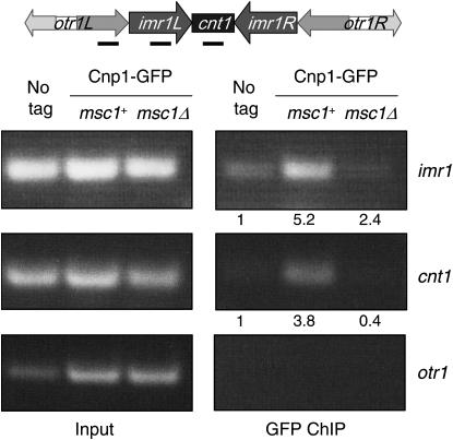 Figure 4.—