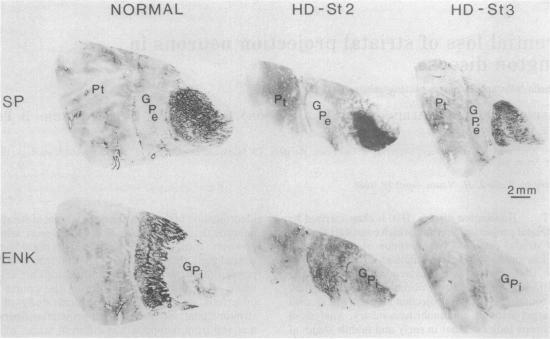 graphic file with name pnas00294-0398-a.jpg