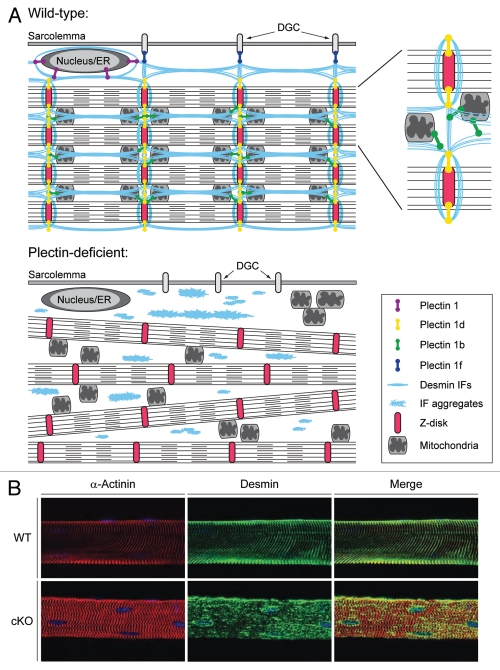 Plectin isoforms as organizers of intermediate filament ...