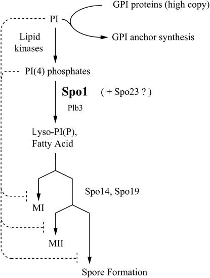 Figure 10.—