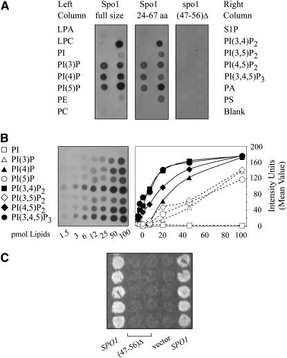 Figure 7.—