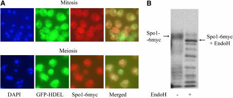 Figure 4.—