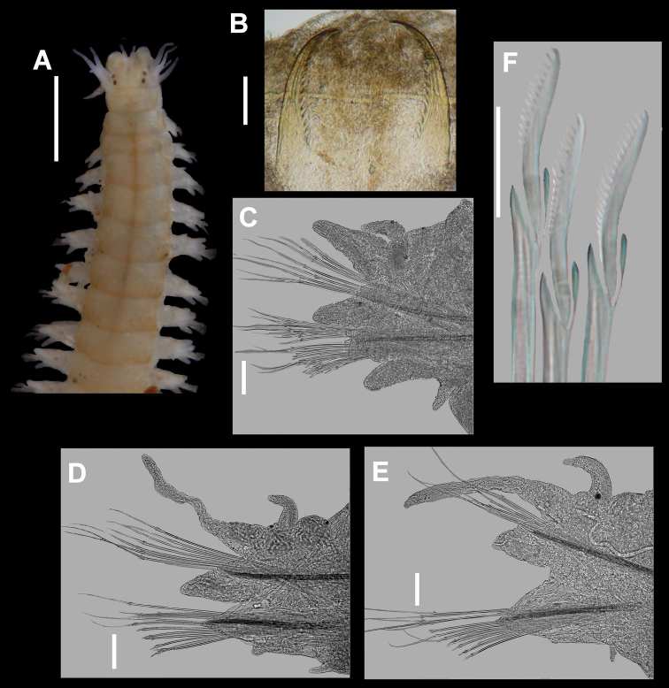 Figure 3.