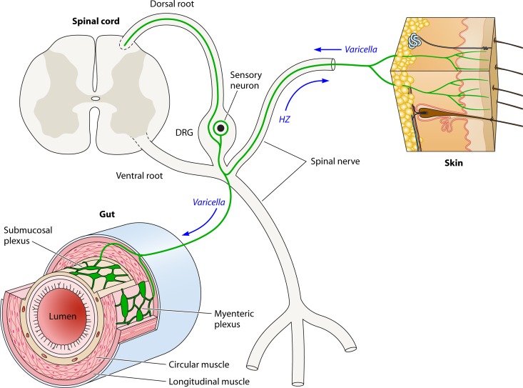 Fig 2