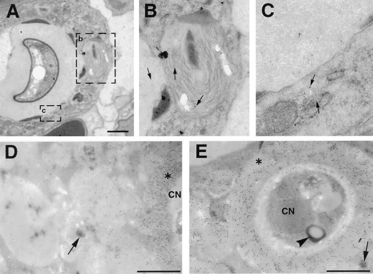 FIG. 7