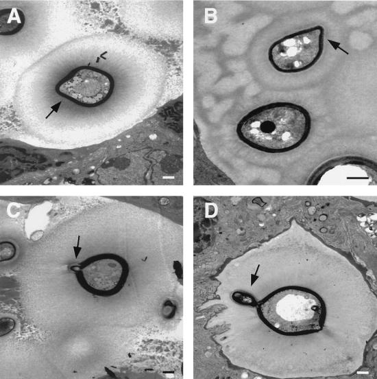 FIG. 5