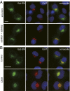 Fig. 3.