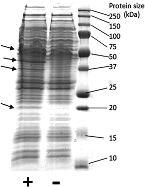 FIG 2