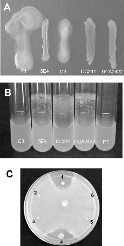 FIG. 2.