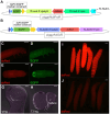 Fig. 6. Reporter assay with the Tribolium endogenous promoters in Drosophila and Tribolium. (A) The piggyNub-proR construct. (B) The piggyAct5cR construct. (C-F) Enhancer activity of Tc-Nub1L tested with the piggyNub-proR construct. dsRed reporter expression is completely absent (C,E), even though EGFP (D,F) confirms the presence of the transgenic construct. (G,H) The piggyNub-proR reporter expression in Drosophila imaginal discs. (I) dsRed expression of the piggyAct5cR at the larval stage in Tribolium. (J) dsRed expression of the piggyNub-proR with Tc-Nub1L at the larval stage in Tribolium, with the same exposure time as I. Scale bars: 0.5 mm (C-F,I,J); 50 µm (G,H).