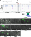 Fig. 2. Identification of the Tribolium nub wing enhancer using FAIRE and cross-species reporter assay. (A) FAIRE profiles at the Tribolium nub locus in six different tissues/stages. The pu11 insertion site is indicated with a triangle. Three peaks near the pu11 insertion site that were chosen for evaluating enhancer activity are marked with red boxes. (B) Summary of the regions that were tested by the reporter assay. The distance between Tc-nub1, Tc-nub2 and Tc-nub3 are not scaled. The magnified view of the FAIRE peak corresponding to Tc-nub1L is also presented. (C-R) Enhancer activity of each Tribolium genomic region tested in the Drosophila imaginal discs. Scale bars: 50 µm.