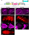 Fig. 5. Reporter assay with the DSCP construct in Drosophila and Tribolium. (A) The piggyGUM construct. (B-E) Enhancer activity of Tc-Nub1L (B,C) and Dm-nub2 (D,E) tested with the piggyGUM construct in Drosophila. (F-L) Reporter expression of piggyGUM-Tc-nub1L (F-I) and piggyGUM-Dm-nub2 (J-L) in Tribolium. Scale bars: 50 µm (B-E,G,H,K,L); 0.5 mm (F,I,J).