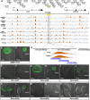Fig. 3. Identification of the Drosophila nub wing enhancer. (A) FAIRE profiles from eight different tissues/stages at the nub and pdm2 loci in Drosophila. The regions surveyed in the FlyLight project are also indicated. The region that shows wing enhancer activity is marked in yellow. (B,C) Expression driven by GMR11F02 in the Drosophila imaginal discs. (D) Summary of the regions within GMR11F02 that were tested by the reporter assay. The relative distance between Dm-nub1, Dm-nub2 and Dm-nub3 are not to scale. The magnified view of the Dm-nub2 peak is also included. (E-P) Enhancer activity of each Drosophila genomic region tested in the Drosophila imaginal discs. Scale bars: 50 µm.