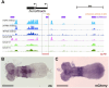 Fig. 7. hb enhancer analysis in Tribolium. (A) FAIRE profiles at the hb locus. Orange bar, blastoderm enhancer activity when introduced in Drosophila; purple, SCRMshaw predictions; red, the 1340 bp fragment tested in this study (hb-PE1). (B) hb expression at the early germband stage detected by in situ hybridization for hb transcript. (C) mCherry reporter gene expression of piggyGUM-hb-PE1 detected by in situ hybridization for mCherry transcript. Scale bars: 100 µm.