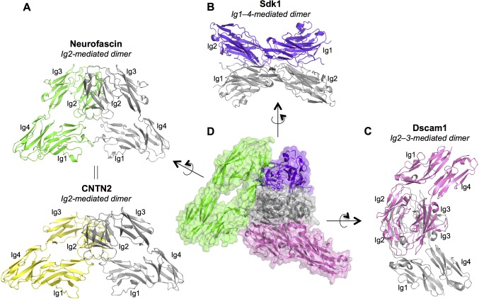 Figure 3—figure supplement 1.