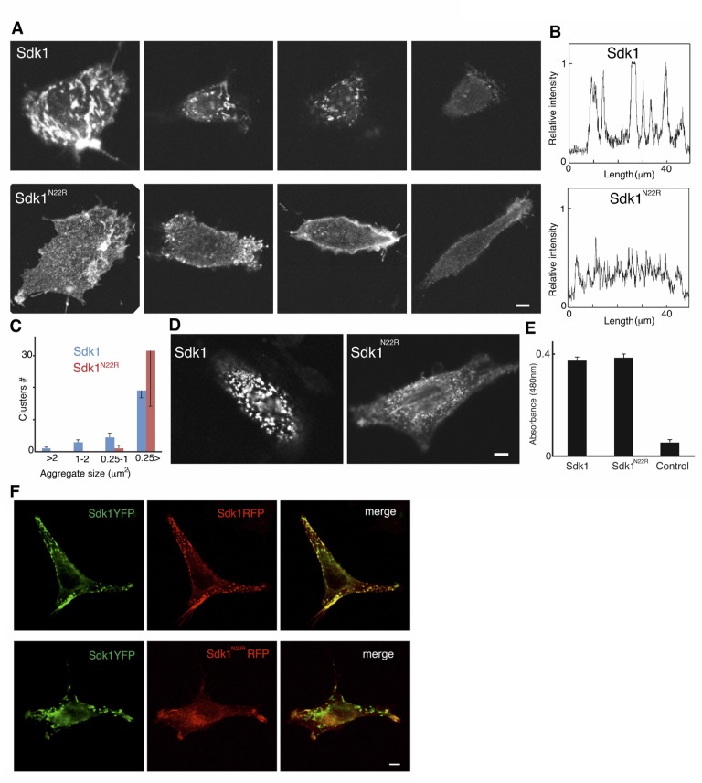 Figure 5—figure supplement 2.