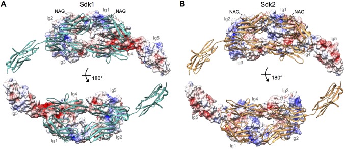 Figure 4—figure supplement 2.