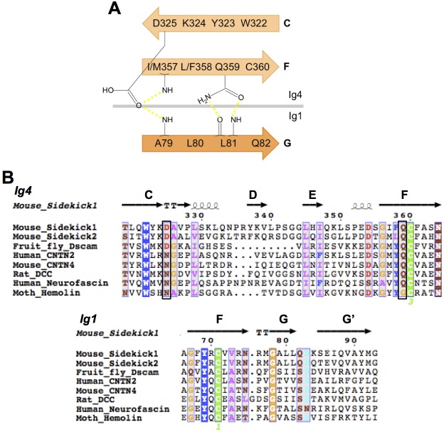 Figure 2—figure supplement 1.