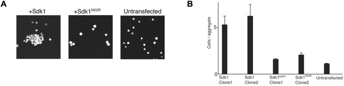 Figure 5—figure supplement 1.