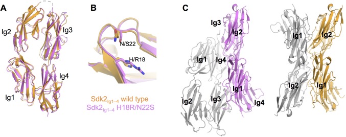 Figure 4—figure supplement 3.