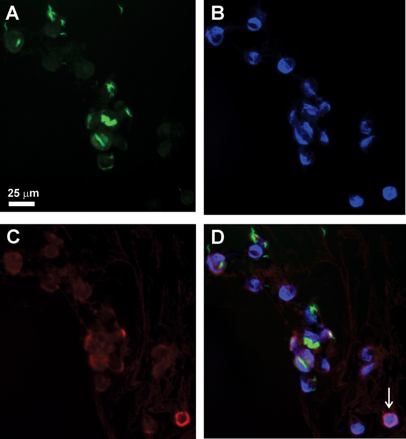 FIG 6