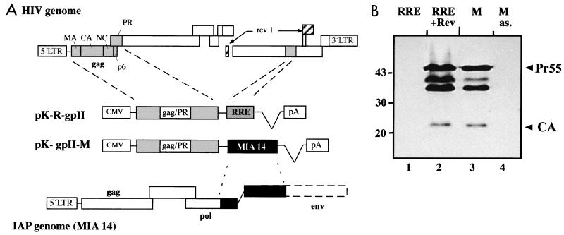 FIG. 1