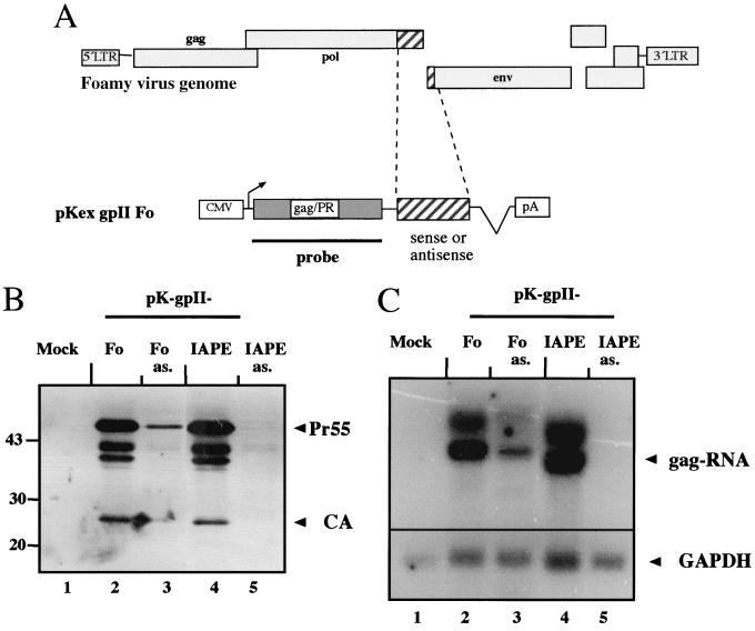 FIG. 7