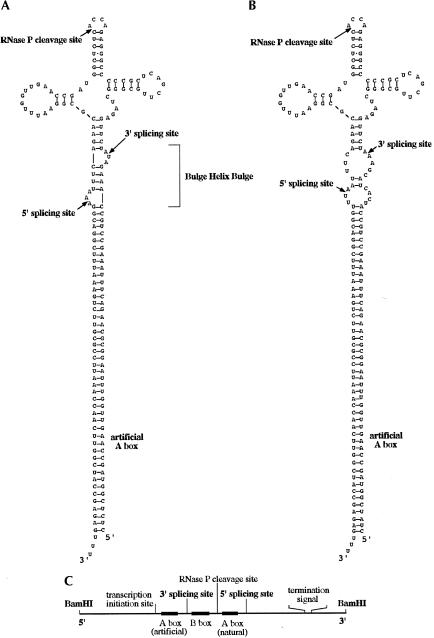 FIGURE 4.