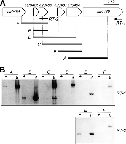 FIG. 1.