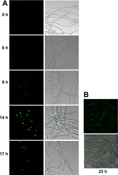 FIG. 5.