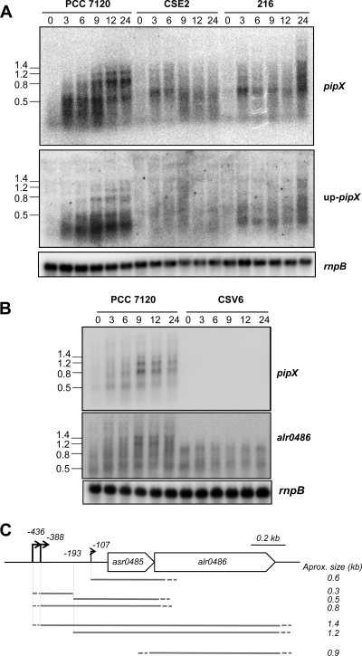 FIG. 2.