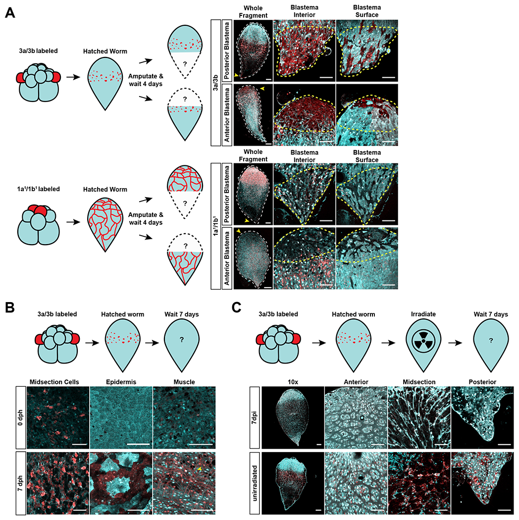 Figure 3: