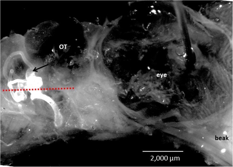 Fig. 3
