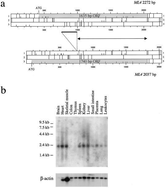 Figure  1