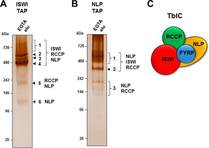 FIGURE 5.