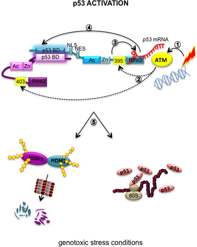 FIG 6