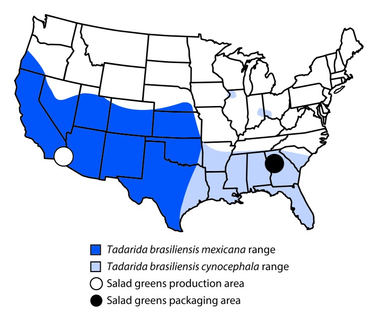 The figure above is a map of the United States showing the distribution of Tadarida brasiliensis mexicana and T. brasiliensis cynocephala bat species in areas of production and packaging of salad greens during 2017.