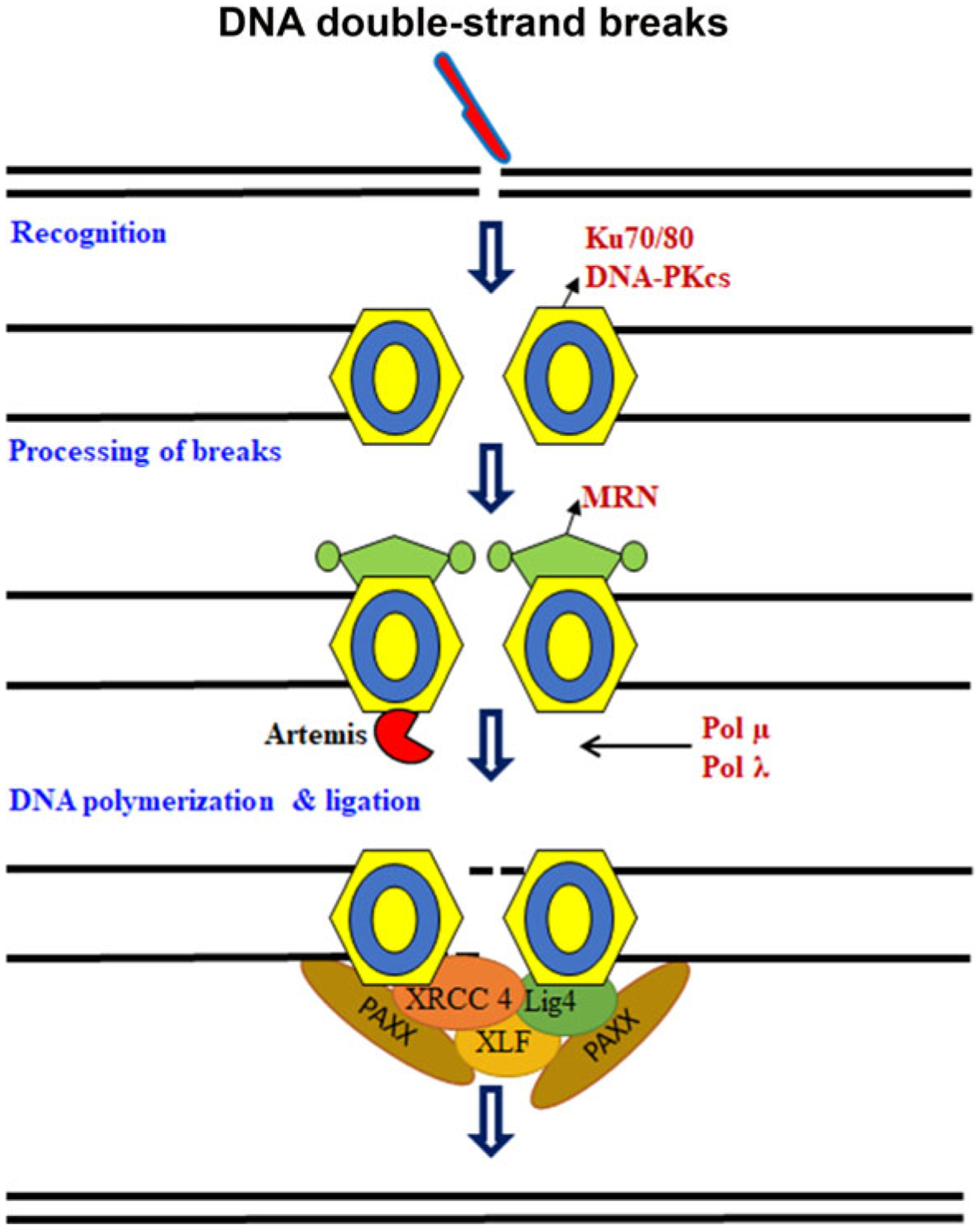 Fig. 1