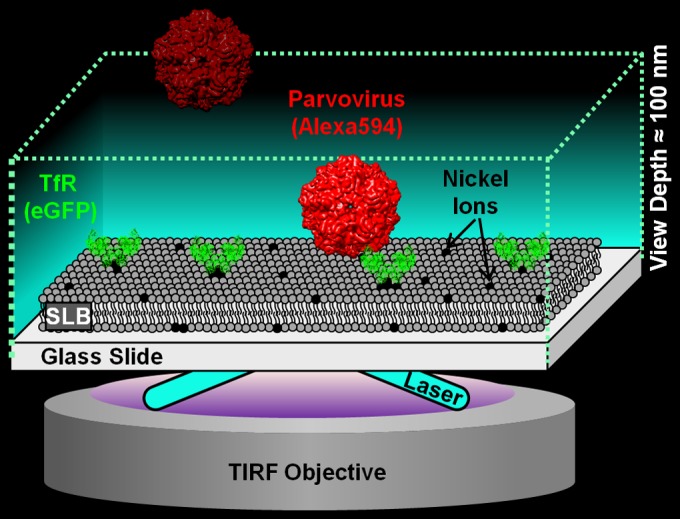 FIG 1