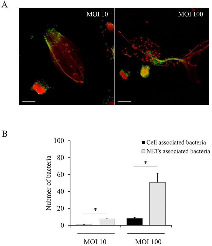 Fig 10