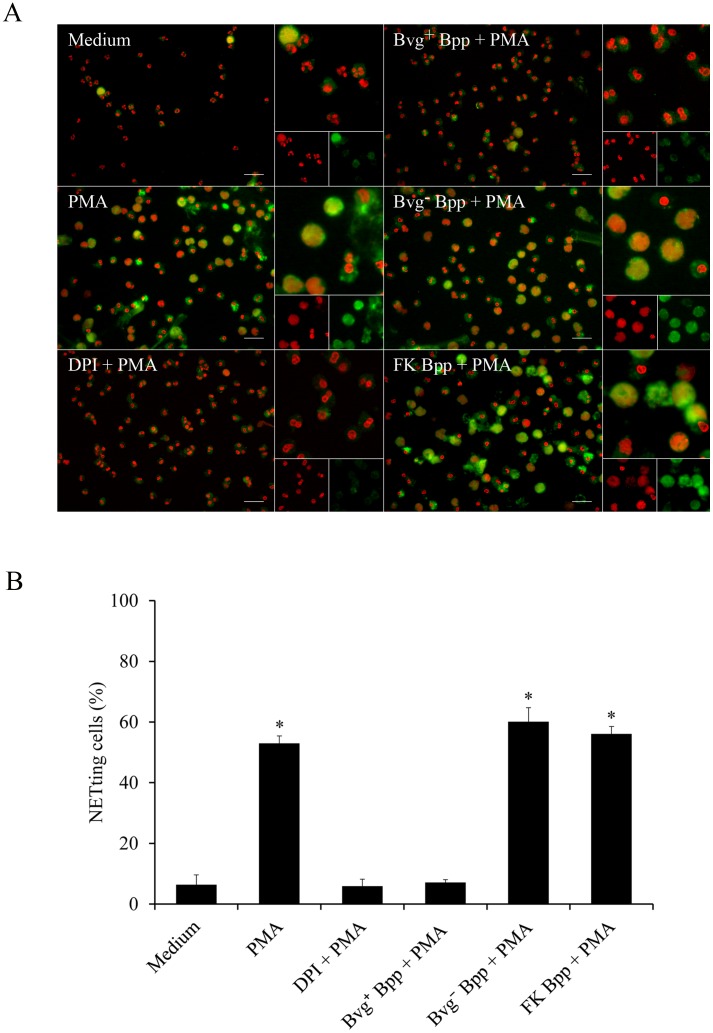 Fig 6