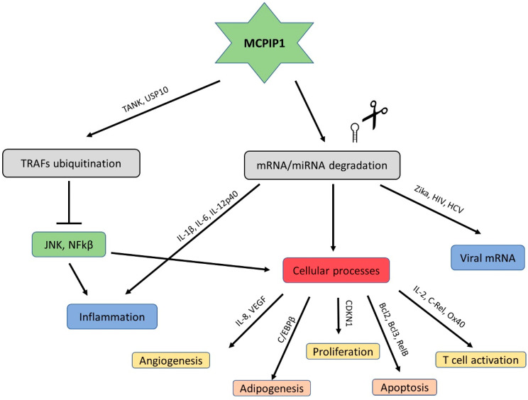 MCPIP1 RNase and Its Multifaceted Role - PMC