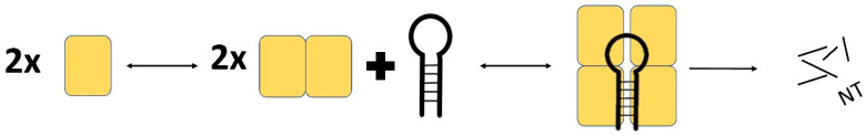 MCPIP1 RNase and Its Multifaceted Role - PMC