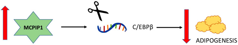 MCPIP1 RNase and Its Multifaceted Role - PMC