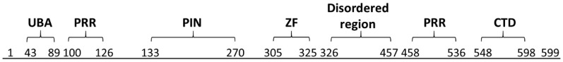 MCPIP1 RNase and Its Multifaceted Role - PMC