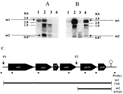 FIG. 1